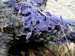 Terana caerulea su legno 