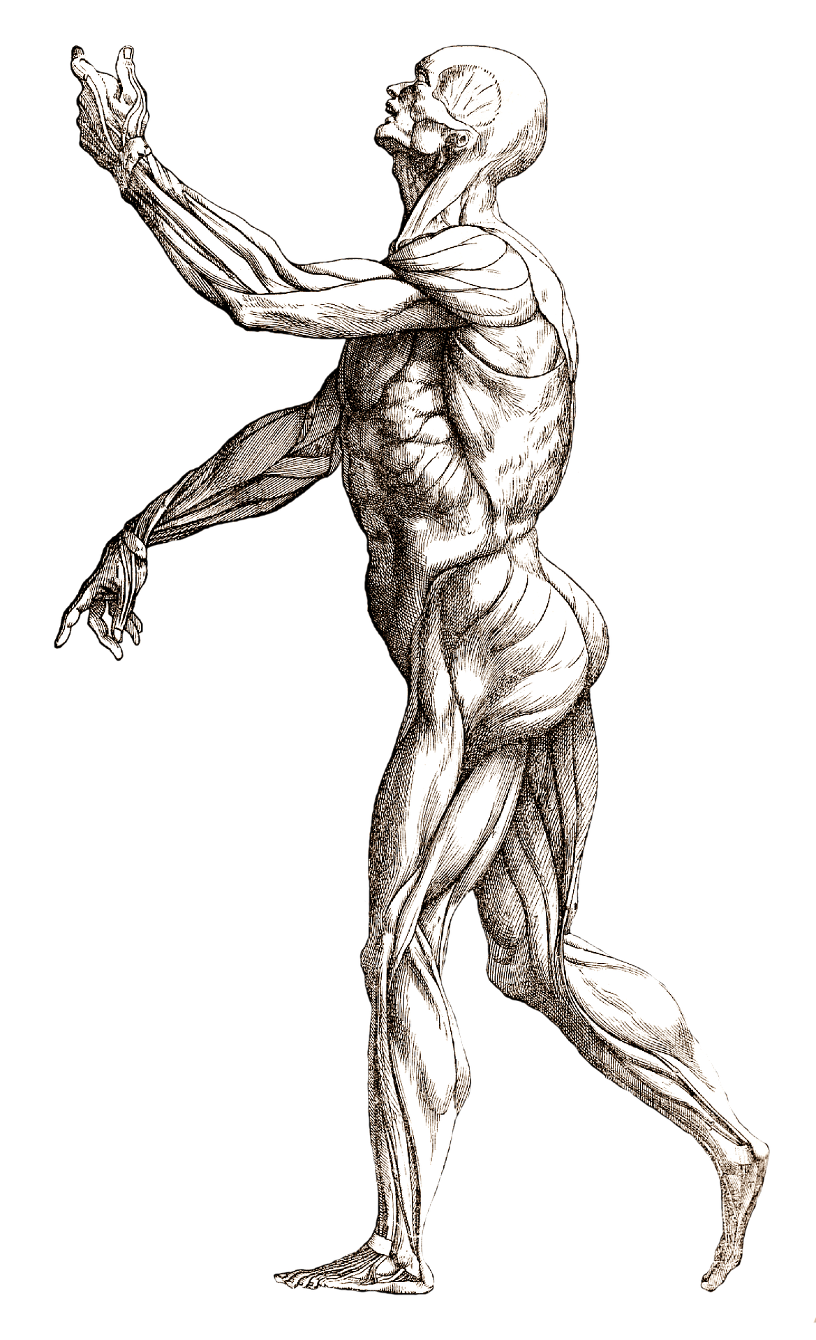 La perfezione armonica del corpo umano